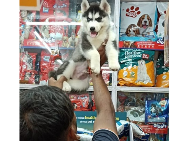 Anupam pets shop - Pet shop in Varanasi - 1/1