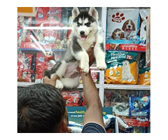 Anupam pets shop - Pet shop in Varanasi