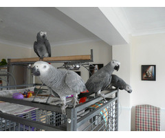 Hand-reared African Grey Parrots available now