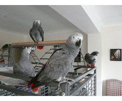 Hand-reared African Grey Parrots available now