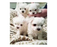 Cute Maltese Puppies Ready To Go