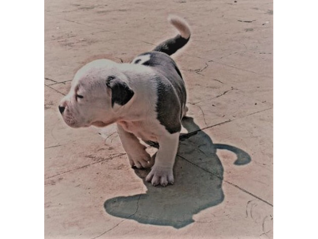 AMERICAN BLUE EYE BULLY PUPS for sale - 1/4