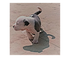 AMERICAN BLUE EYE BULLY PUPS for sale