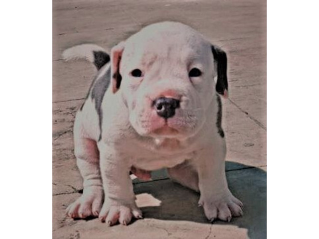 AMERICAN BLUE EYE BULLY PUPS for sale - 4/4