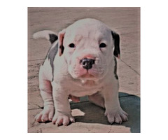 AMERICAN BLUE EYE BULLY PUPS for sale - 4