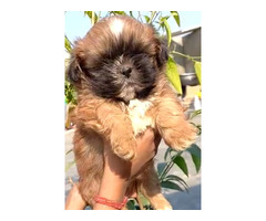 Lhasa apso male and female available