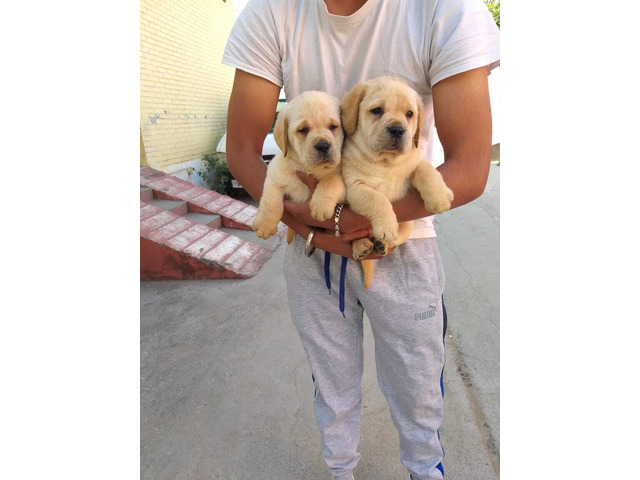 Labrador puppy available in jalandhar city pet shop 9888121106 - 1/2