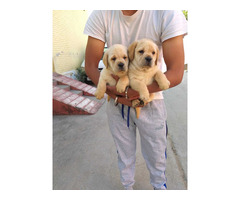 Labrador puppy available in jalandhar city pet shop 9888121106 - 1