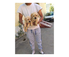 Labrador puppy available in jalandhar city pet shop 9888121106 - 2