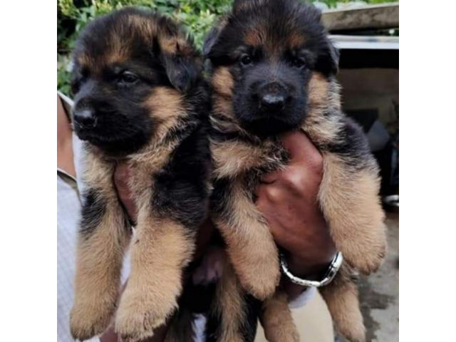 German Shepherd Double Bush Long Coat Top Quality Puppies Available - 1/3