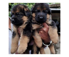 German Shepherd Double Bush Long Coat Top Quality Puppies Available