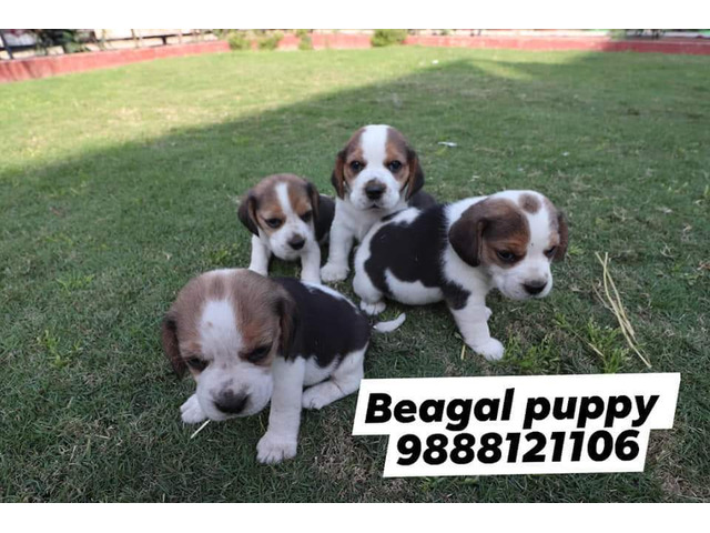 Beagal puppy buy and sell in jalandhar city pet shop 9888121106 - 1/1