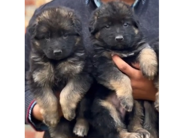 German shepherd puppies available 7082092005 - 1/1