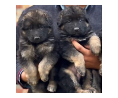 German shepherd puppies available 7082092005 - 1