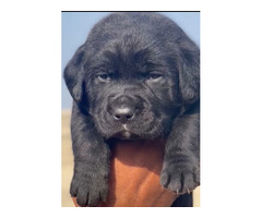 Labrador puppies for sale call me 7082092005 - 1