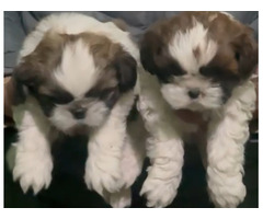 Shih tzu male and female available for sale Interested may contact 7082092005