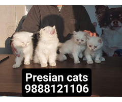 Presian cats Available in jalandhar city pet shop call 9888121106