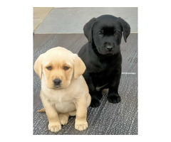 Labrador male and female available 9050682071