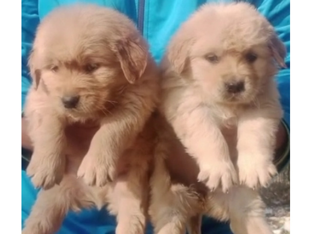 Golden Retriever Male and female available 7082092005 - 1/1
