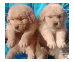 Golden Retriever Male and female available 7082092005