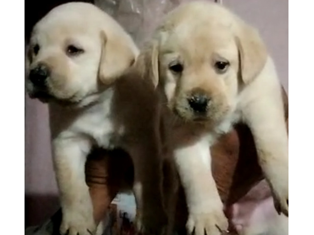 Labrador male and female available in Delhi Gurgaon 7082092005 - 1/1