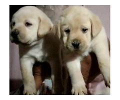 Labrador male and female available in Delhi Gurgaon 7082092005