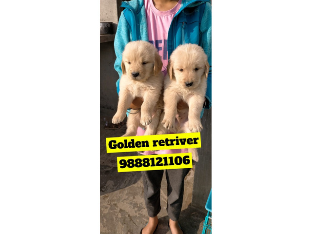 Golden retriever puppy buy and sell in phagwara citychandigarh mohali PANCHKULA ZIRKPUR 9888121106 - 1/1