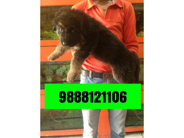 German shepherd puppy available in pet shop jalandhar city 9888121106 - 1/1