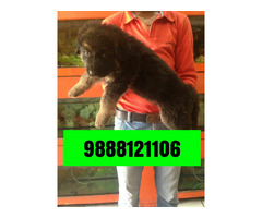 German shepherd puppy available in pet shop jalandhar city 9888121106