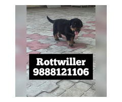 Rottweiler puppy buy and sell in jalandhar phagwara 9888121106