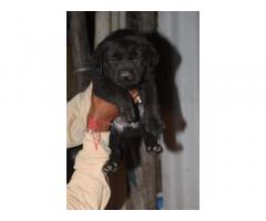 Labrador Puppies for sale in mumbai