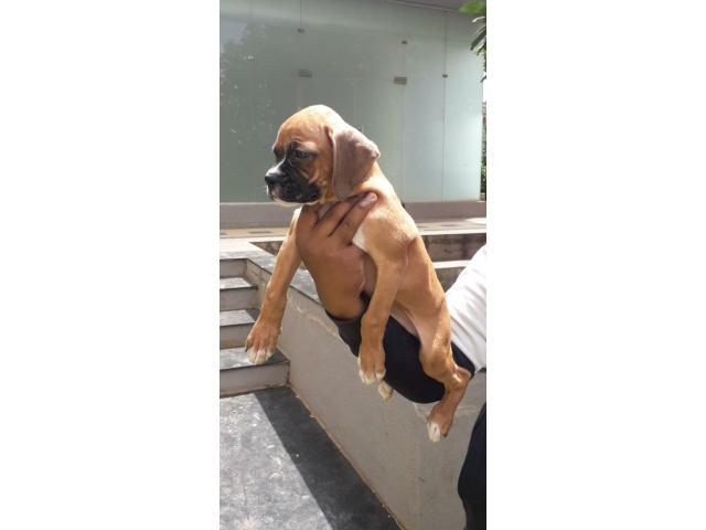 Boxer puppy available - 1/1