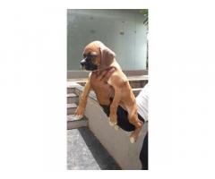 Boxer puppy available - 1