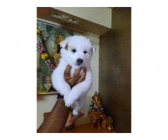 Pomeranian Puppy Pune for sale - 1