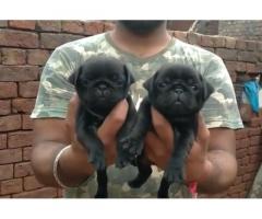 Black Pug available in ambala