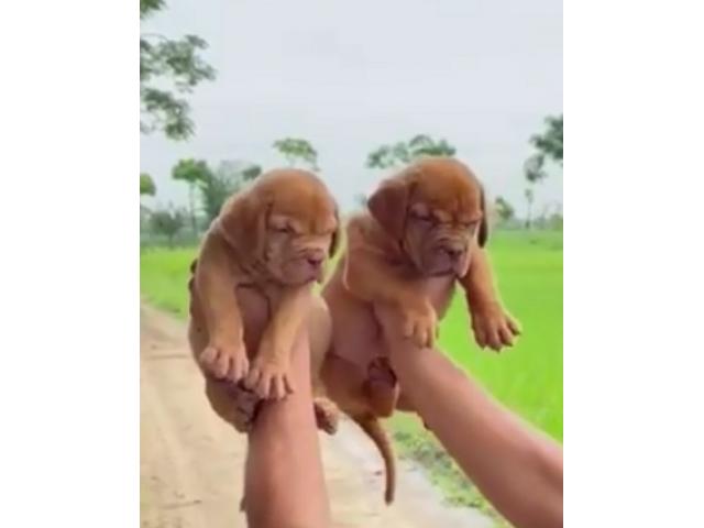 French Mastiff available for sale - 1/1
