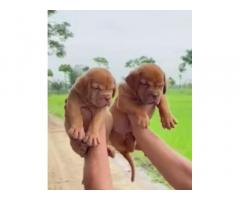 French Mastiff available for sale - 1