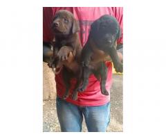 Chocolate and Black Labrador puppies for sale