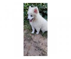 Pom Puppy Available