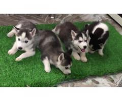 Husky Puppies for sale in moga punjab