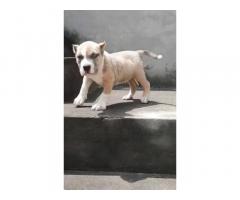 American bully puppy for sale in bhatinda punjab