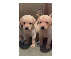 Top Quality lab female puppies available in Pune for sale