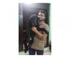 Z black lab male puppy available in kalyan mumbai