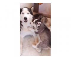 Siberian Husky blue eyes male puppy available - 1