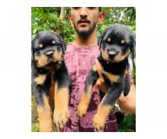 Rottweiler Puppy for Sale Indore