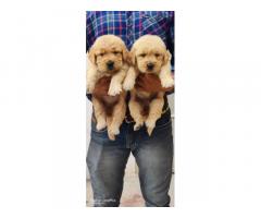 Golden retriever puppy available for sale in jaipur rajasthan