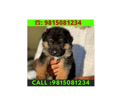 German Shepherd Puppies For sale in Jalandhar City. CALL:9815081234. Pet shop in Jalandhar