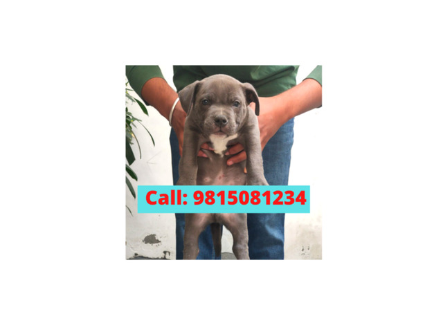 American Bully Puppies  For sale in Jalandhar City. CALL:9815081234. Pet Shop In Jalandhar City. - 1/1