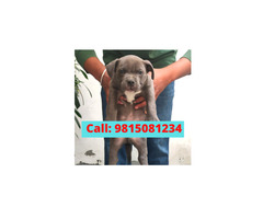 American Bully Puppies  For sale in Jalandhar City. CALL:9815081234. Pet Shop In Jalandhar City.