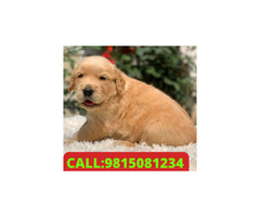Golden Retriever Puppies  For sale in Jalandhar City.CALL: 9815081234 pet shop in Jalandhar